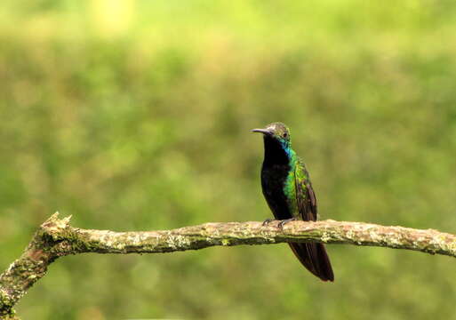 Image of Black-throated Mango