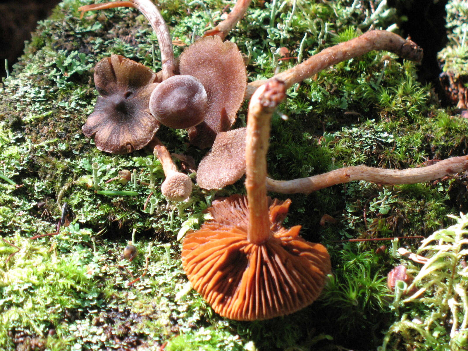 Image of Pelargonium Webcap