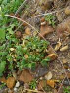 Image of fourstamen chickweed