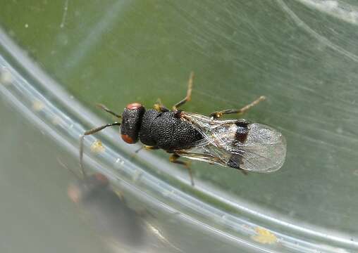 Sycophila biguttata (Swederus 1795)的圖片