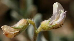 Image of gravel milkvetch