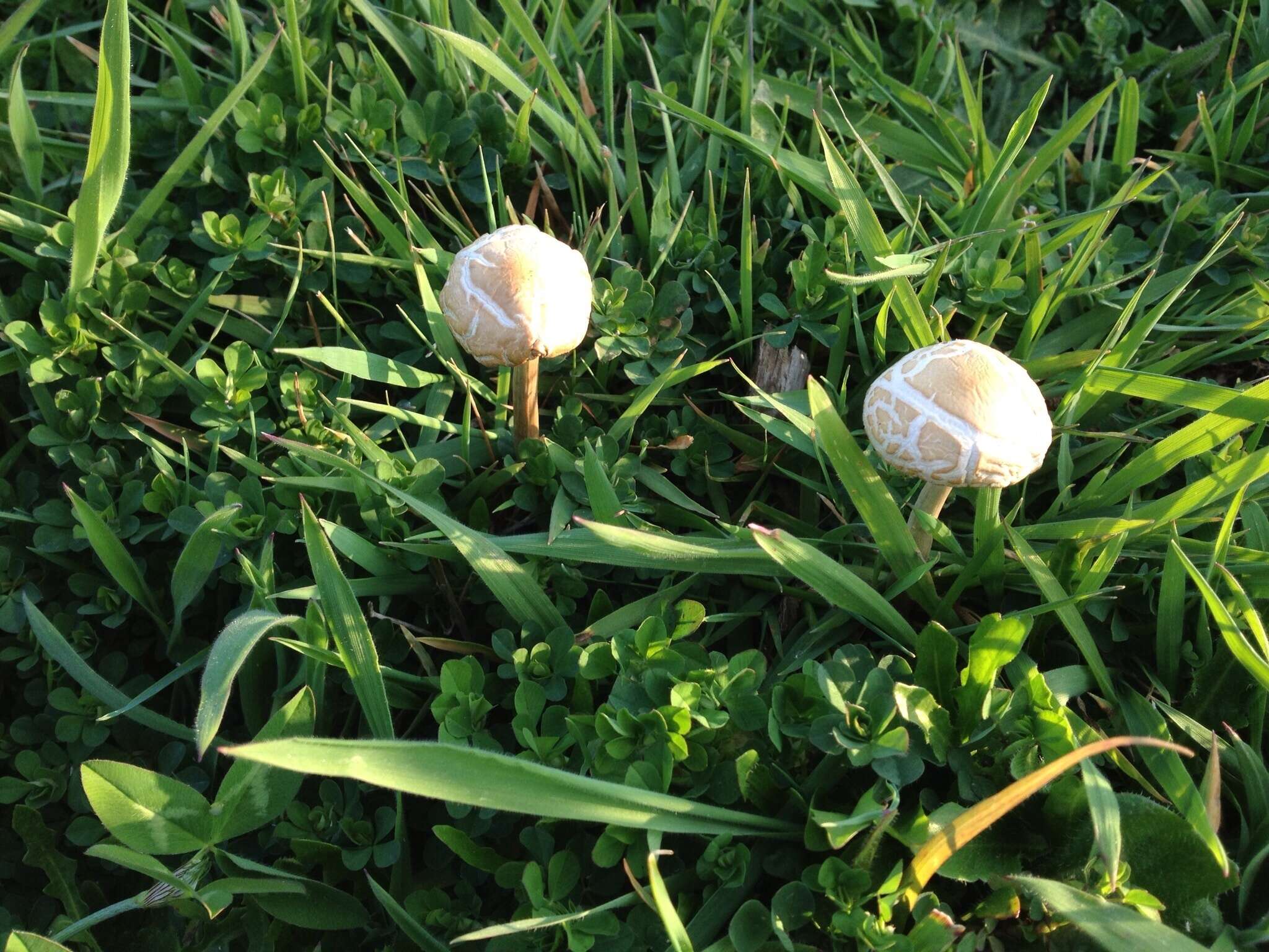 Image of Agrocybe praecox (Pers.) Fayod 1889