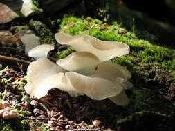 Image of unclassified Auriculariales