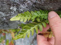 Image of irregular polypody