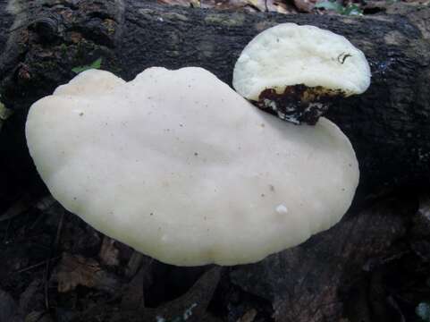 Image of White Cheese Polypore