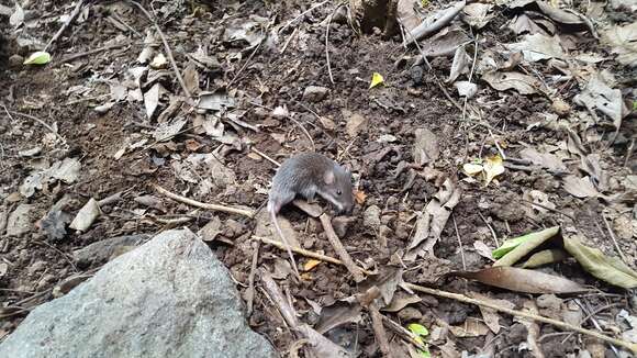 Image of Salvin's spiny pocket mouse