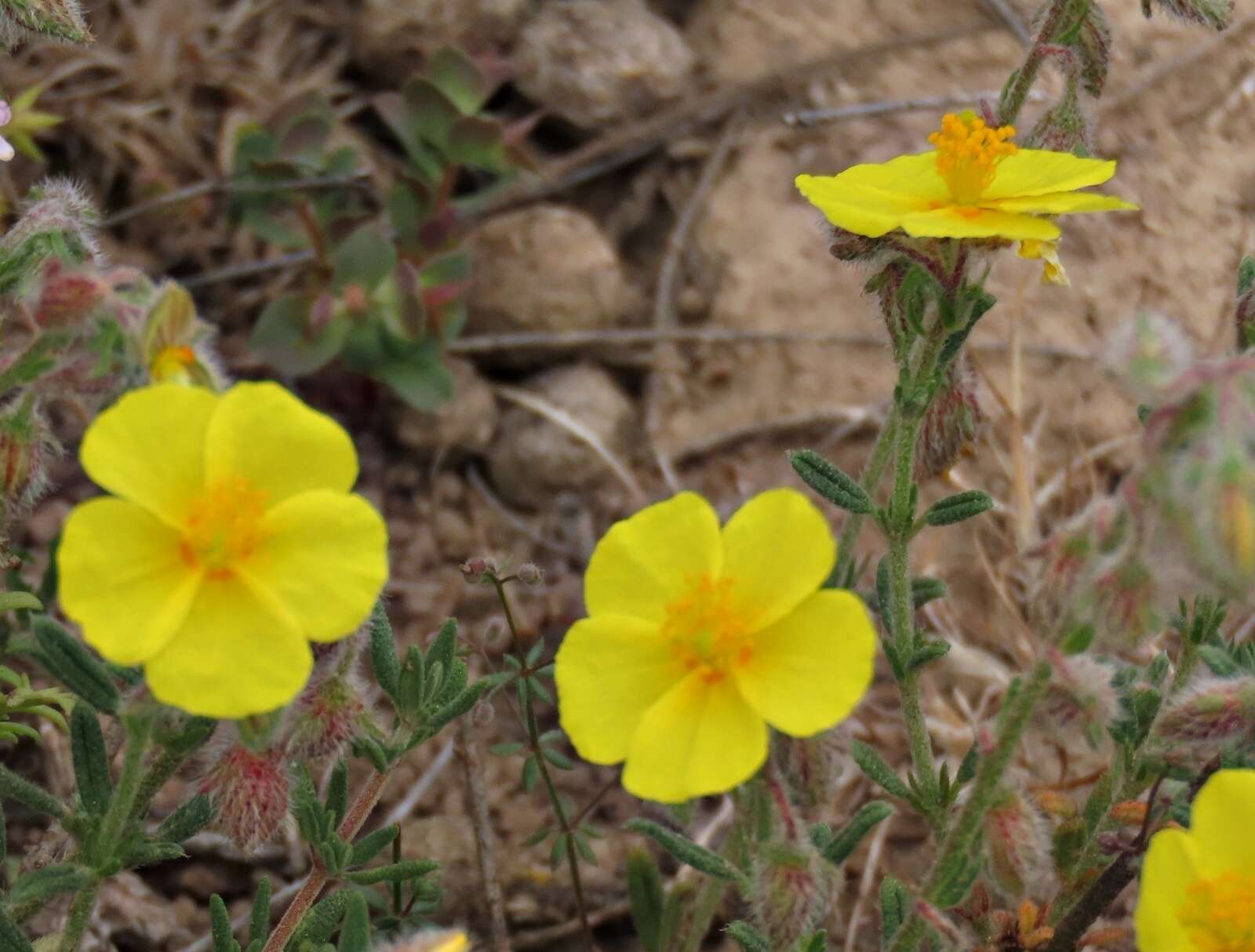 Image de Helianthemum hirtum (L.) Miller