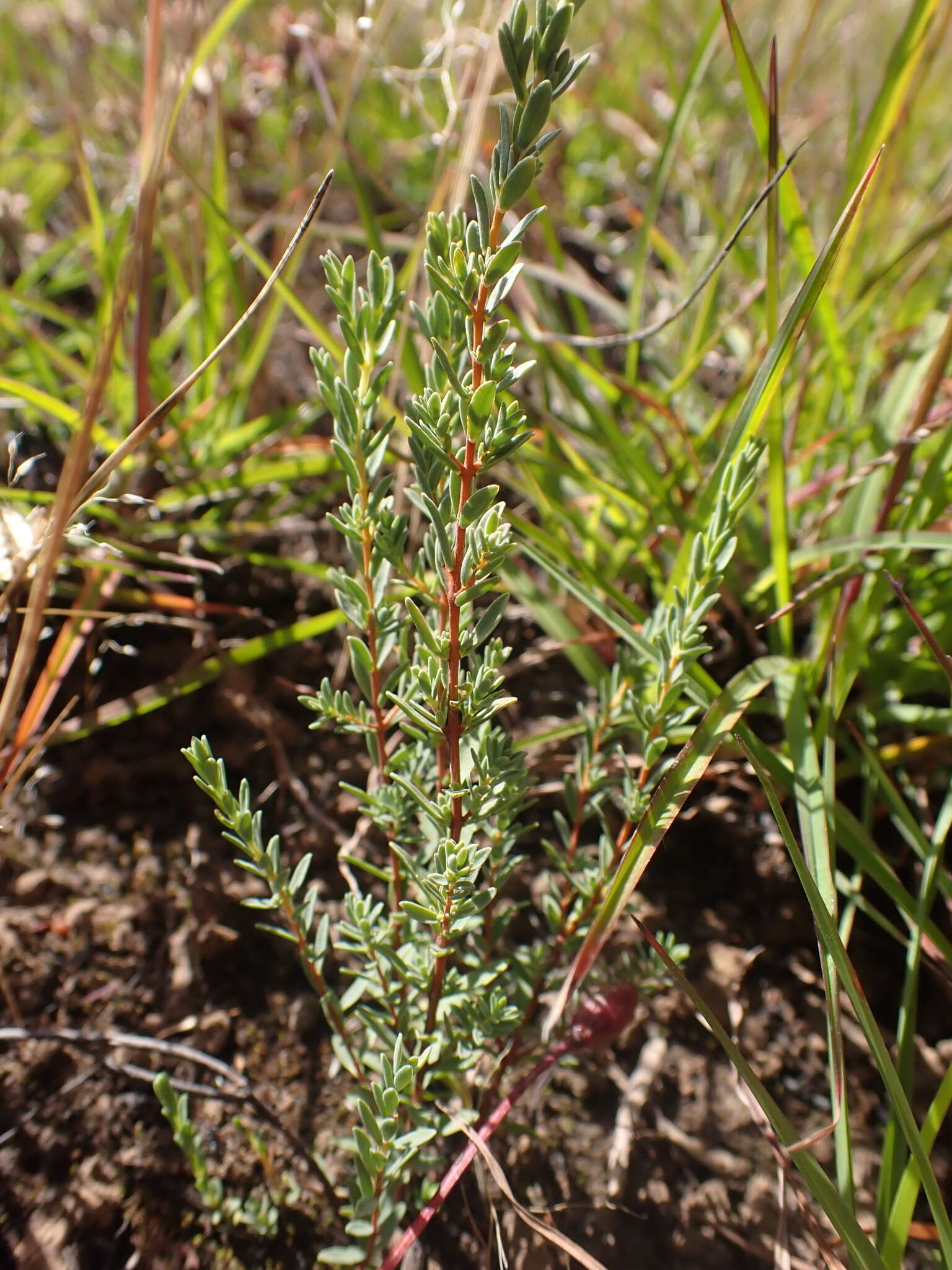 Image of Pimelea glauca R. Br.