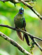 Image of Violet-tailed Sylph