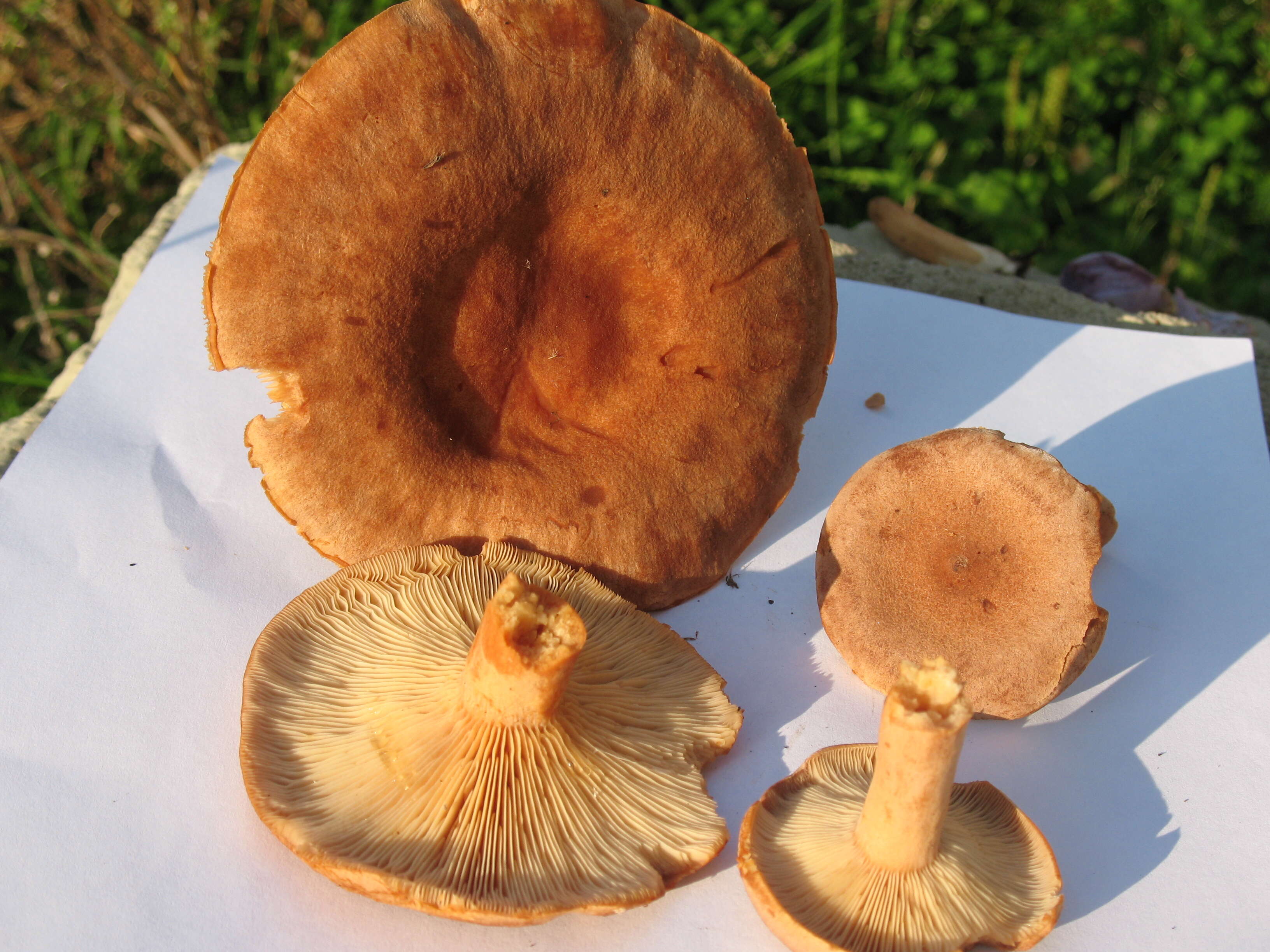 Lactarius helvus (Fr.) Fr. 1838 resmi