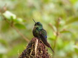 Image of Violet-tailed Sylph