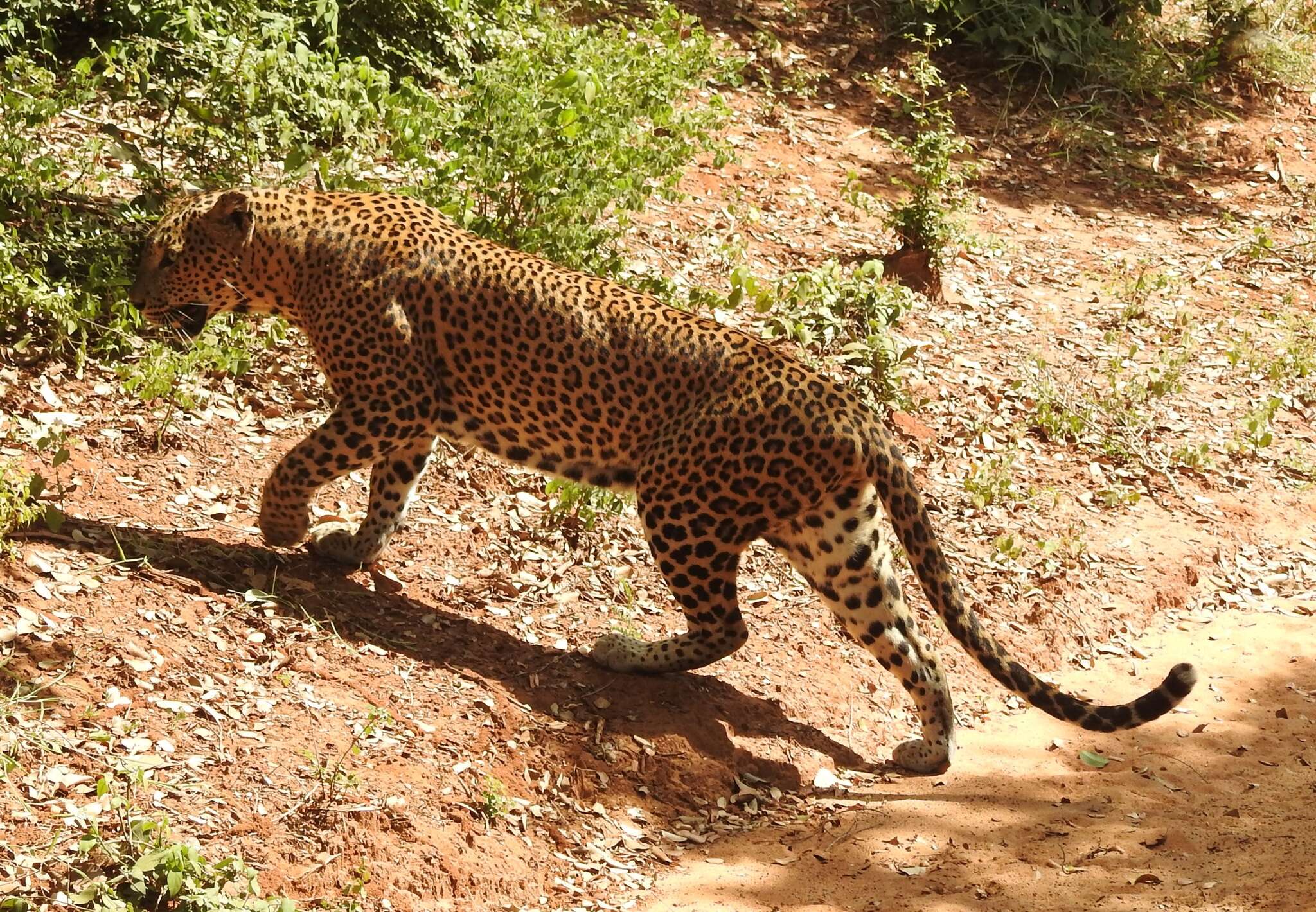 Image of Sri Lankan leopard