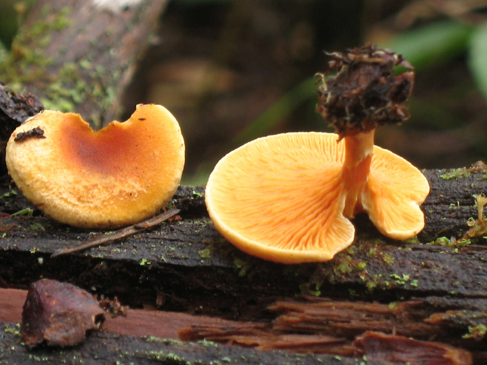 صورة Hygrophoropsis