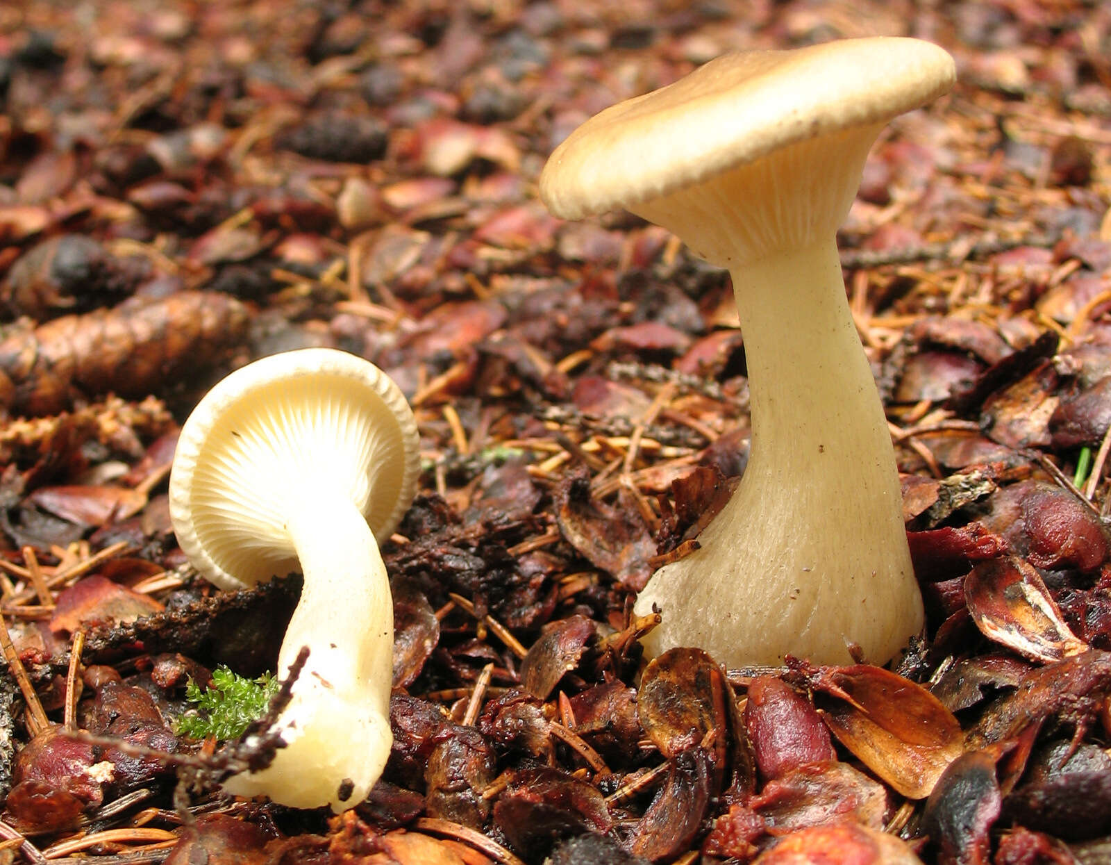 صورة Hygrophoropsis