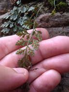 Imagem de Asplenium montanum Willd.