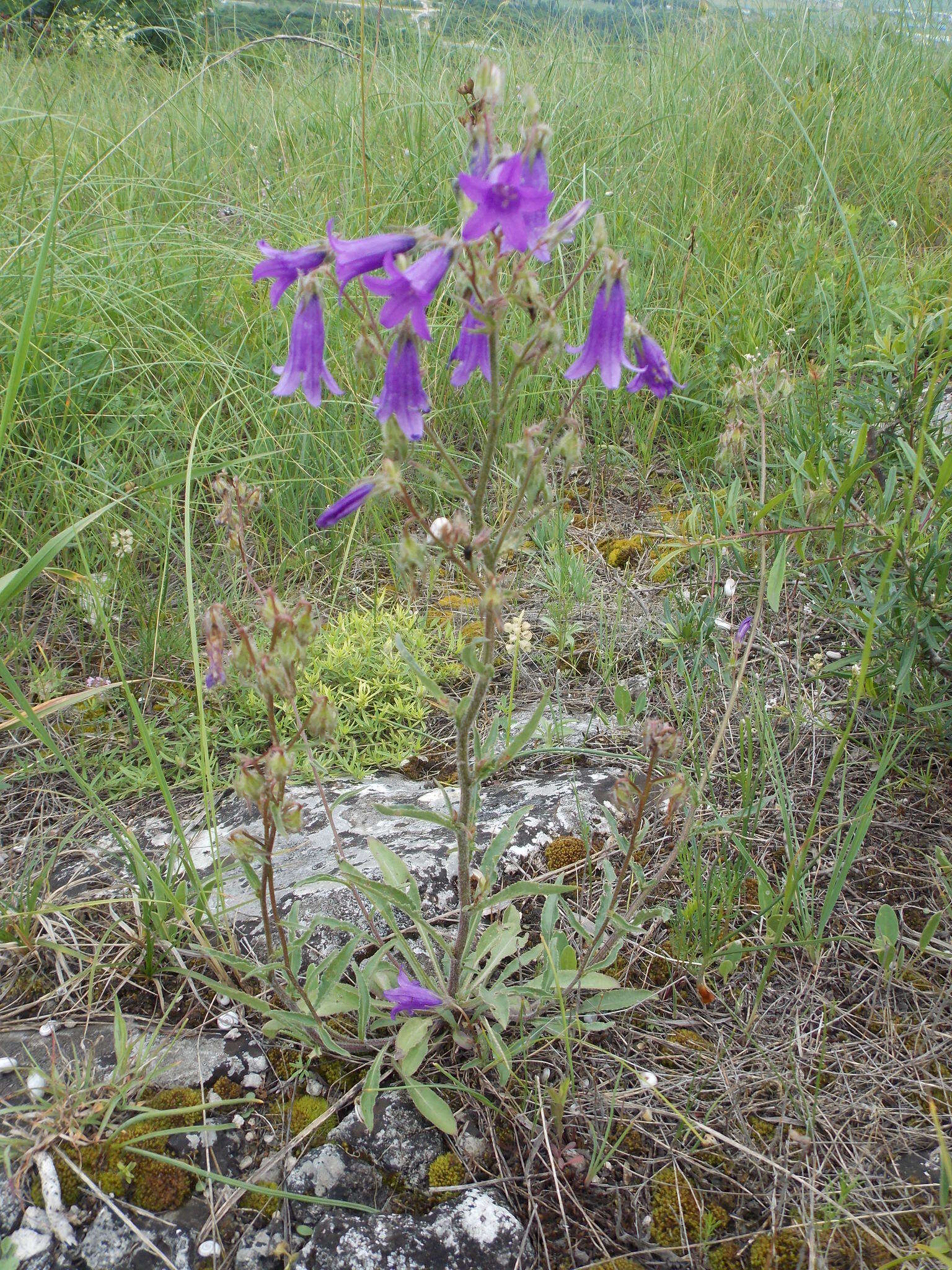 Image of Campanula sibirica subsp. elatior (Fomin) Fed.