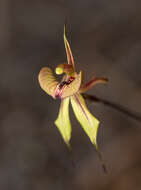 Image of Purple-veined spider orchid