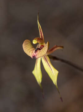 Image of Purple-veined spider orchid