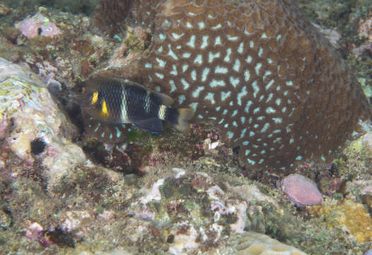 Image of Blueribbon damsel