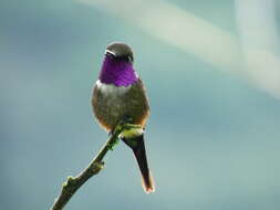 Image of Purple-throated Woodstar