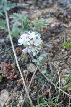 Imagem de Noccaea fendleri subsp. glauca (A. Nelson) Al-Shehbaz & M. Koch