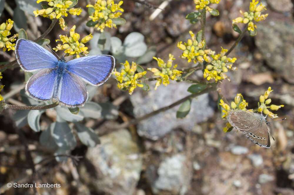 Image of Paphos Blue