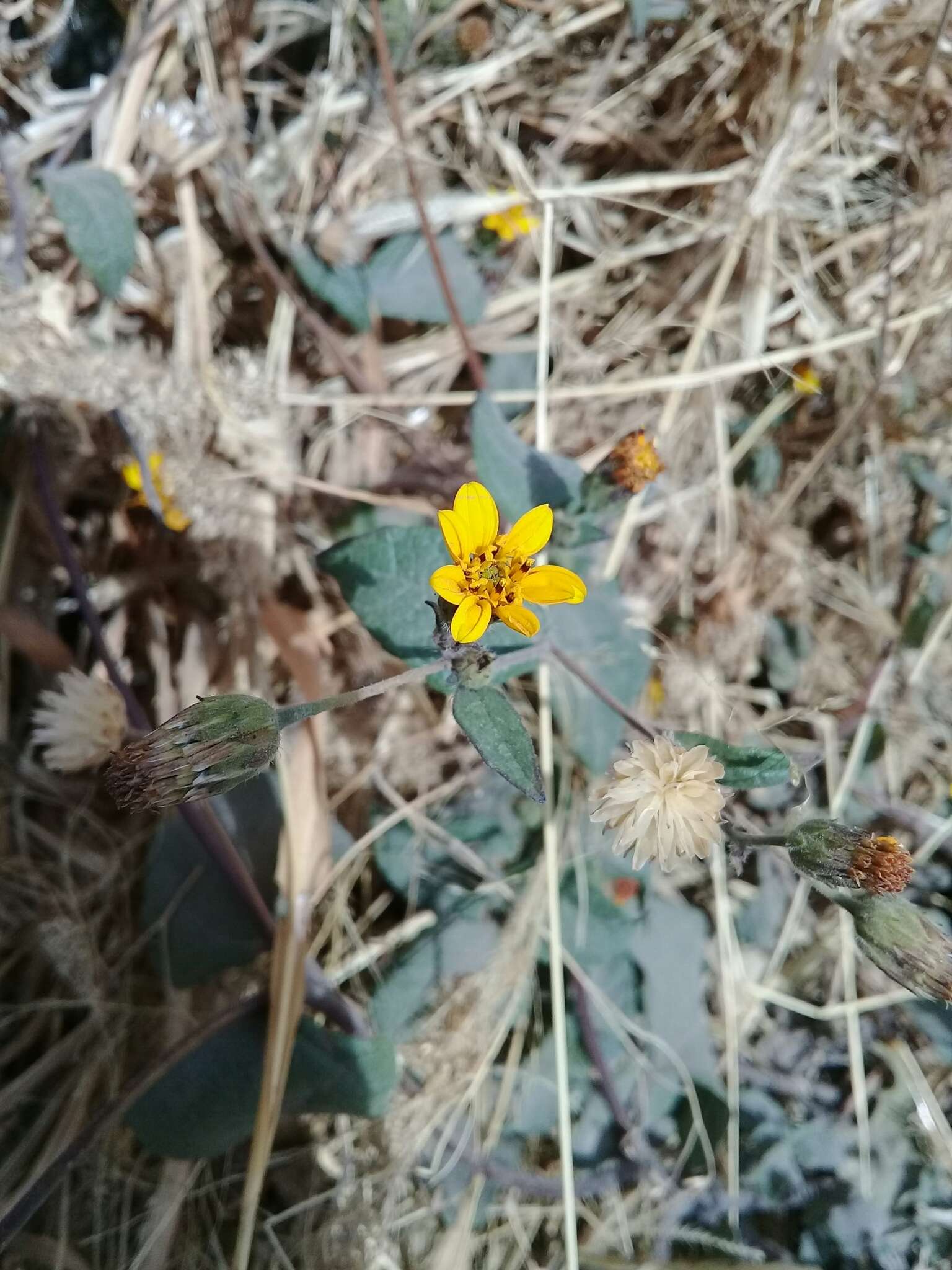 Image of annual bushsunflower