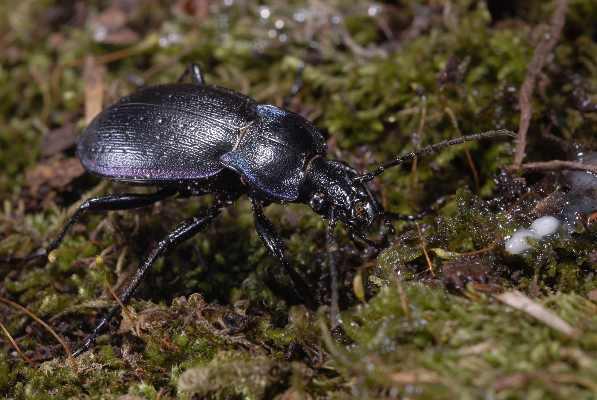 Imagem de Carabus (Archicarabus) monticola Dejean 1826