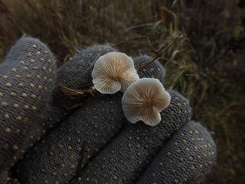 Image of Crepidotus autochthonus J. E. Lange 1938