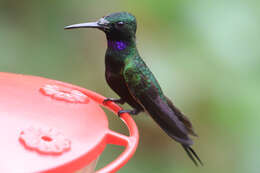 Image of Black-throated Brilliant