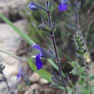 Image of Salvia chamaedryoides Cav.