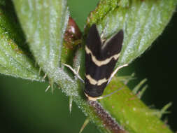 Image of <i>Lampronia flavimitrella</i>