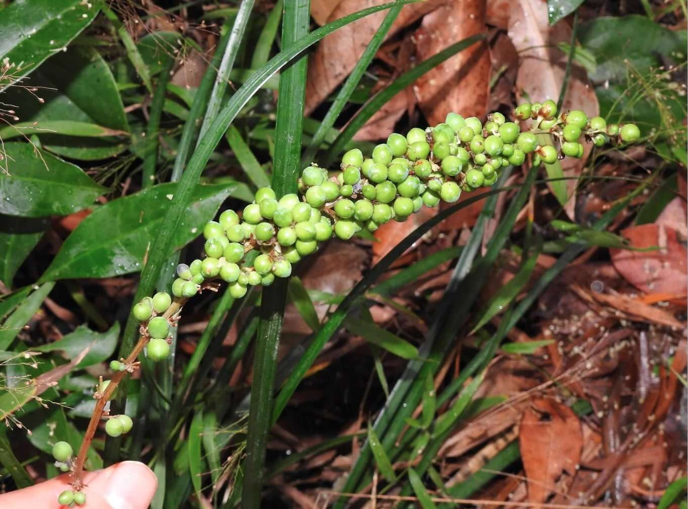 Image of creeping liriope