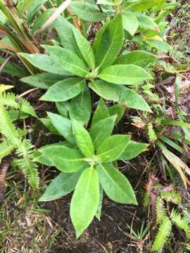 Imagem de Scaevola mollis Hook. & Arn.