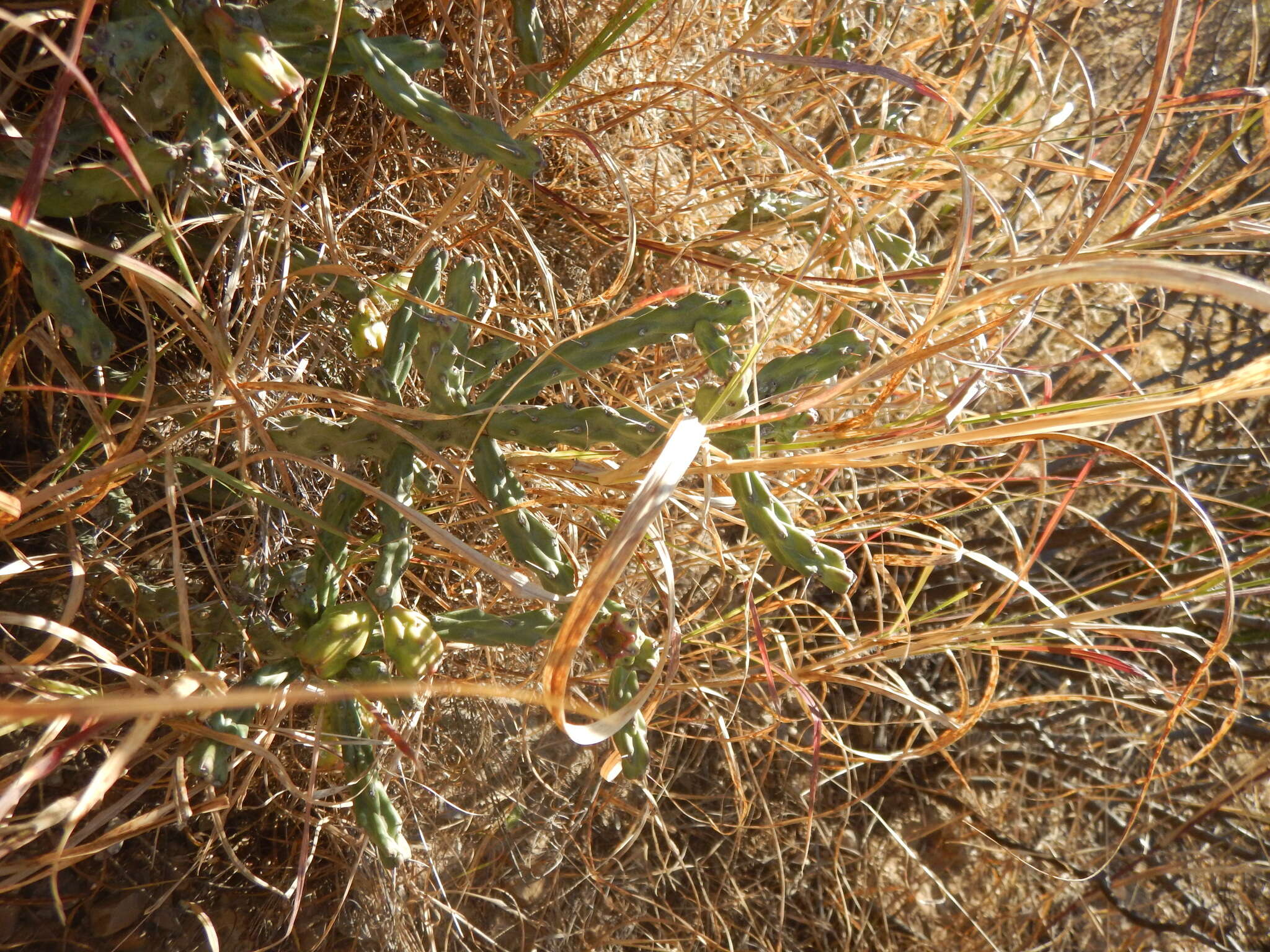 Image de Cylindropuntia kleiniae (DC.) F. M. Knuth