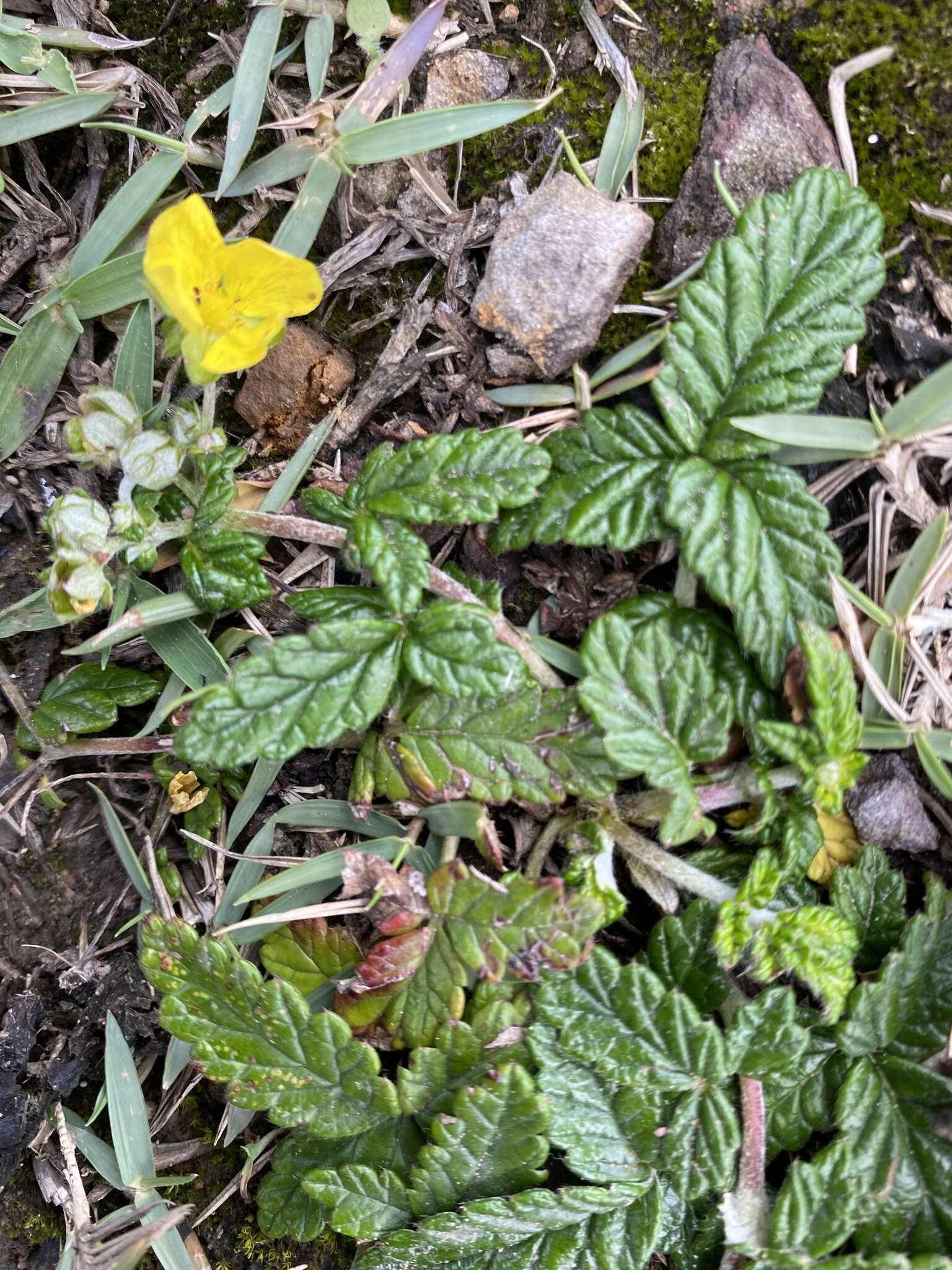 Image of Potentilla discolor Bunge