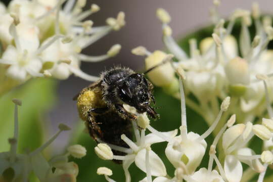 Image of Andrena rufosignata Cockerell 1902