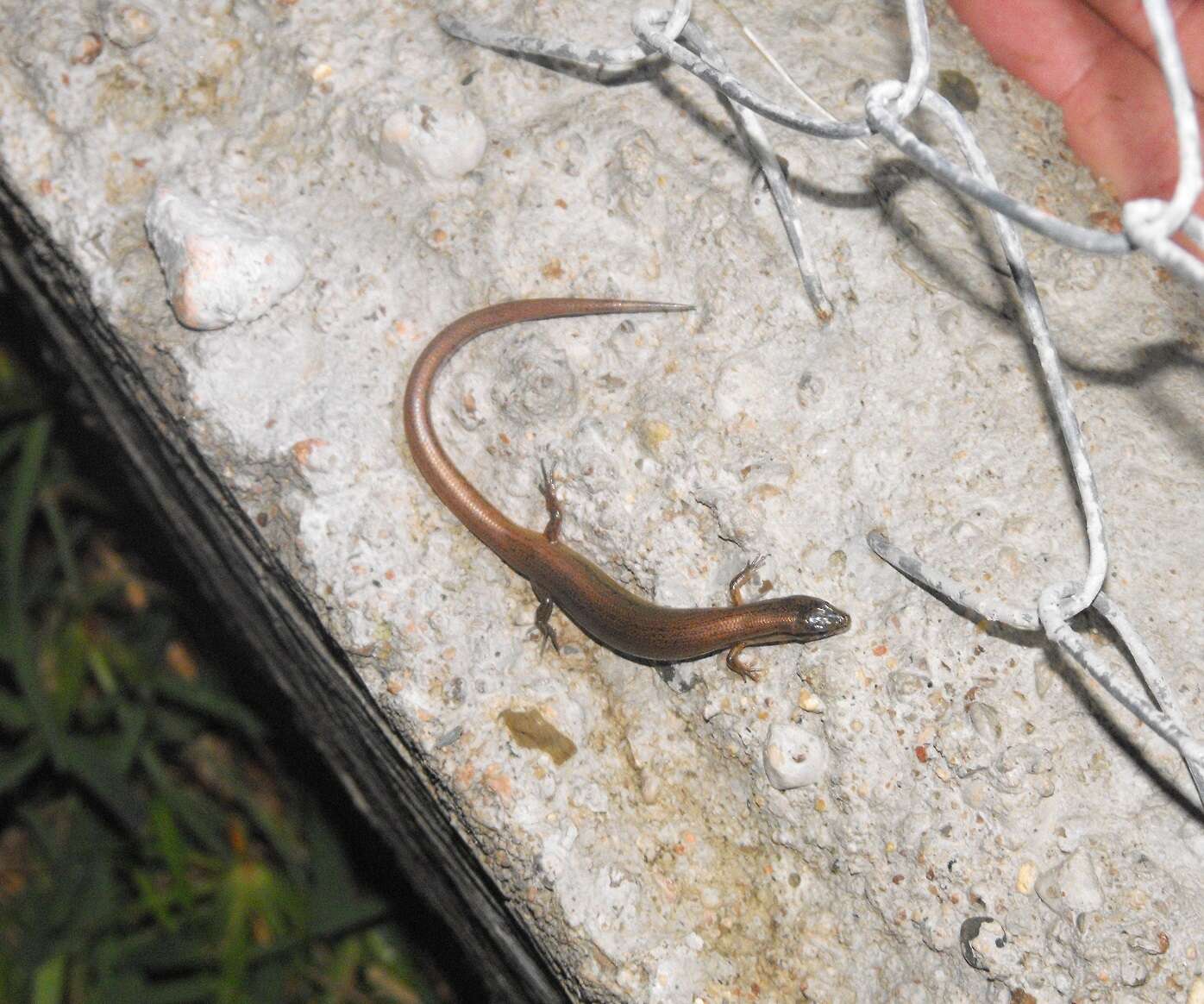 Image of Red Forest Skink