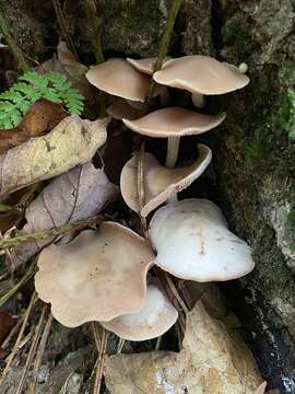 Image of Psathyrella conissans (Peck) A. H. Sm. 1972