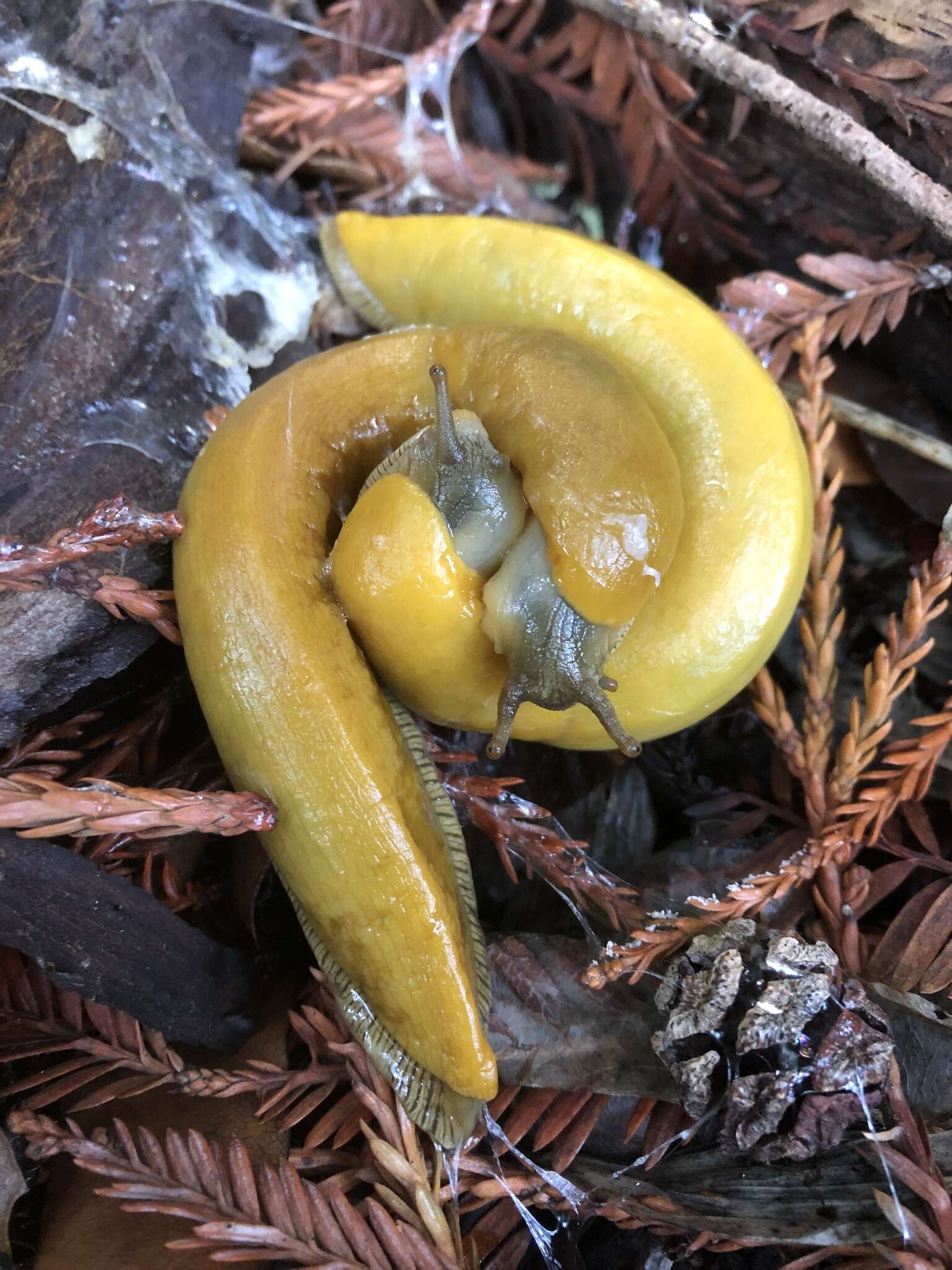 Image of California Banana Slug