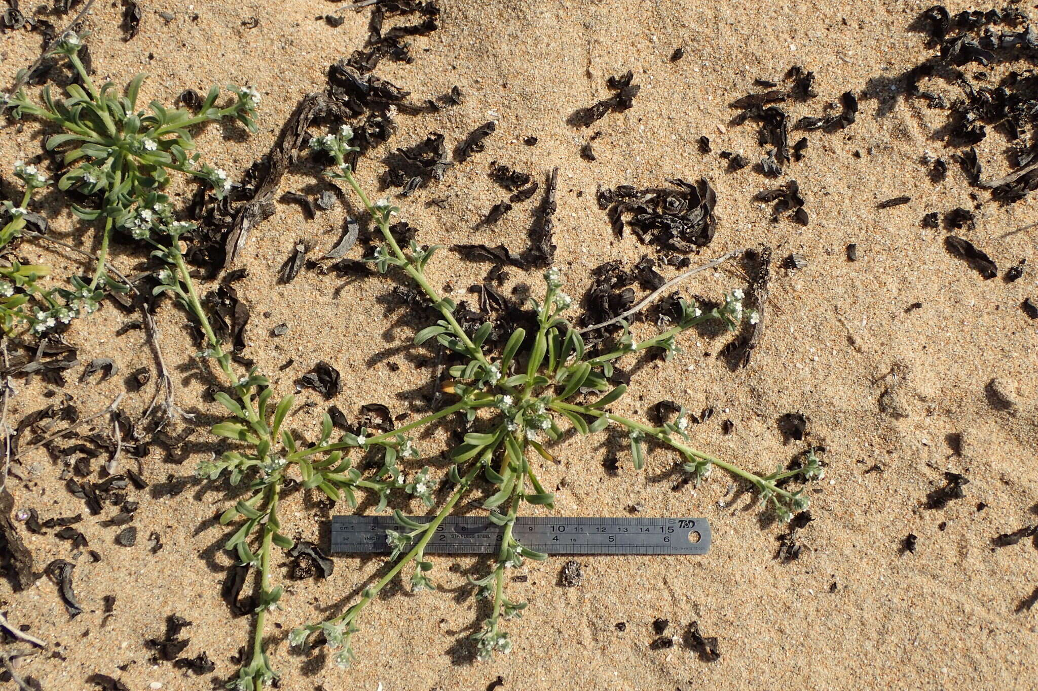 Слика од Cryptantha leiocarpa (Fisch. & C. A. Mey.) Greene