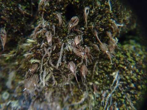 Image of diphyscium moss