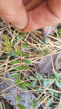 Image of creeping blueberry