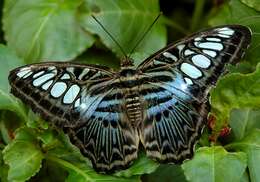 Imagem de Parthenos sylvia