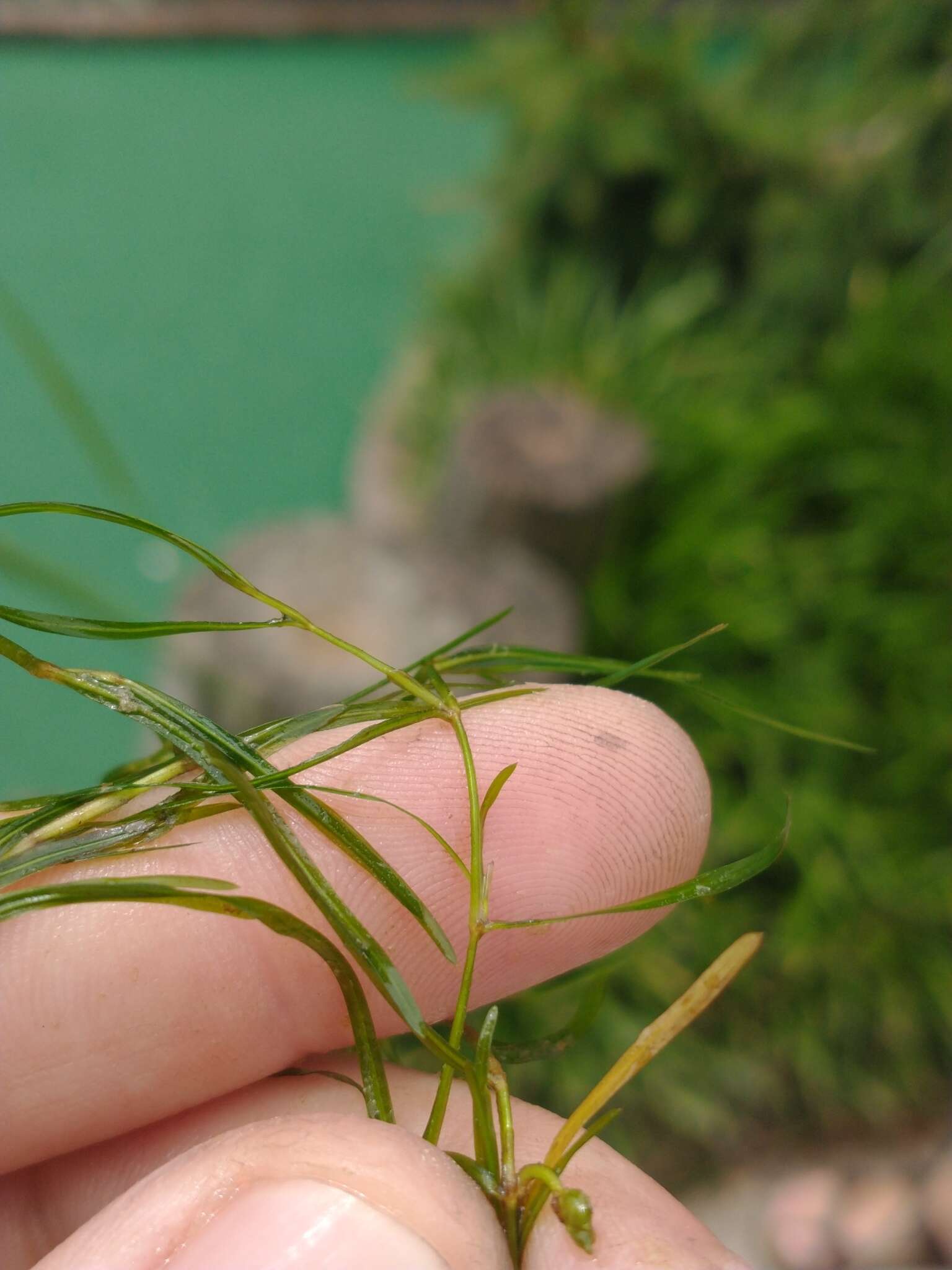 Image of leafy pondweed