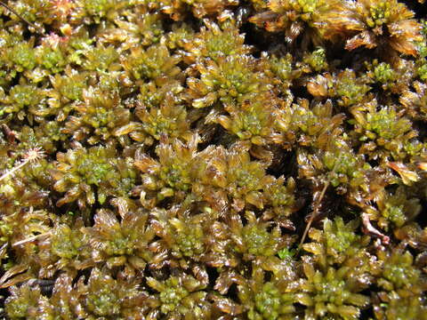 Image of Sphagnum lindbergii W. P. Schimper ex Lindberg 1857