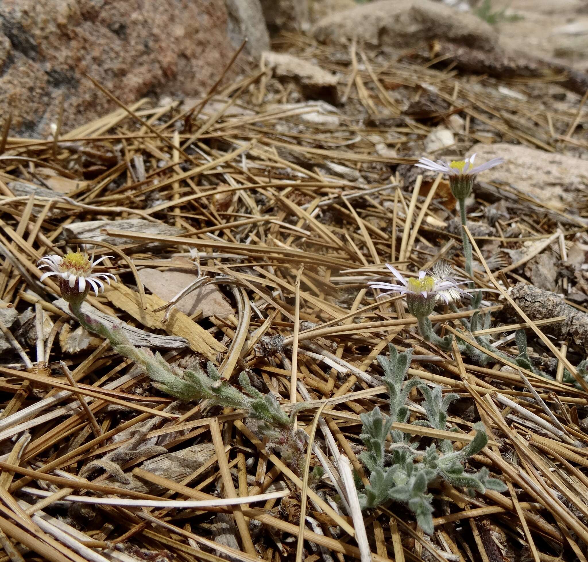 Image of Brewer's fleabane