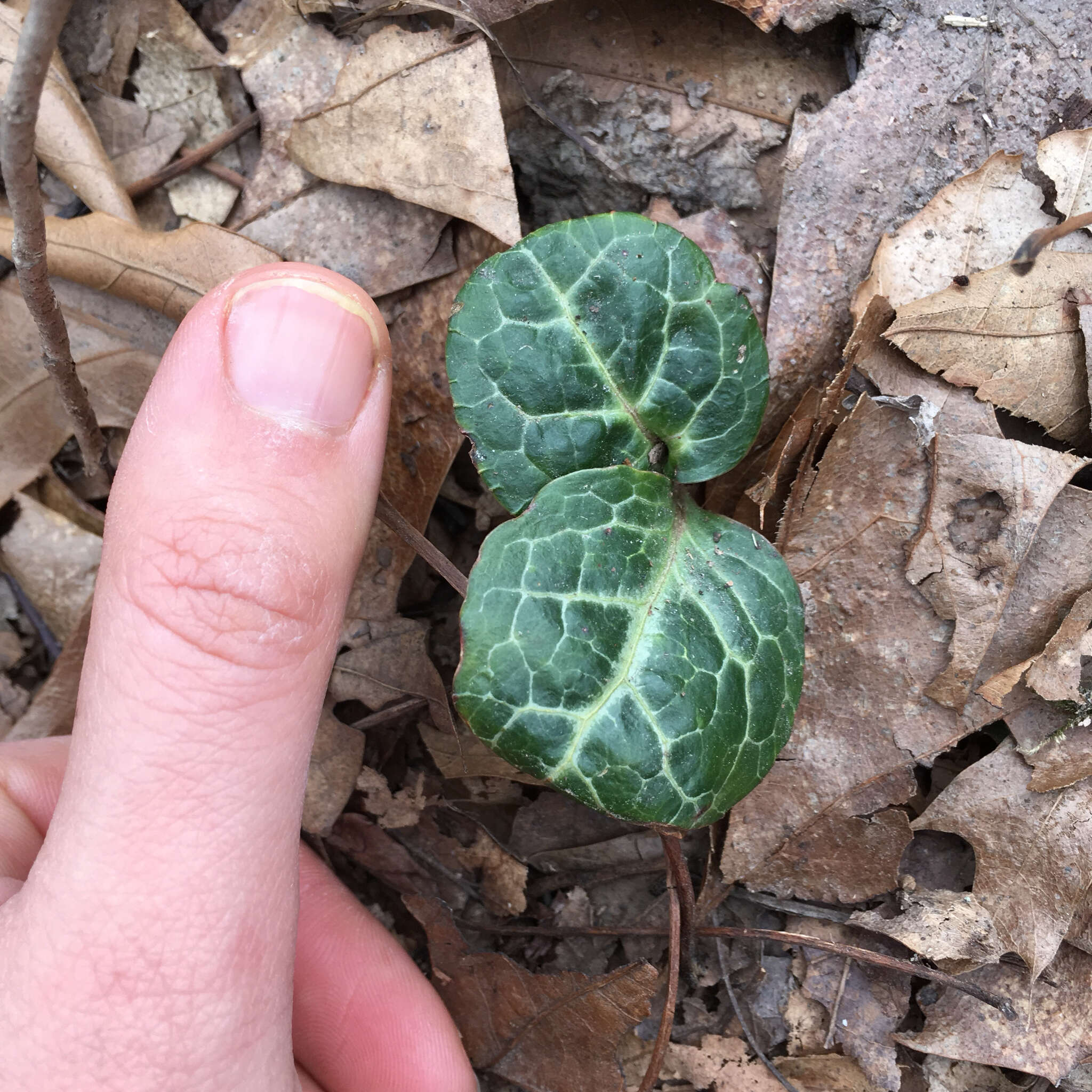 Image of American wintergreen