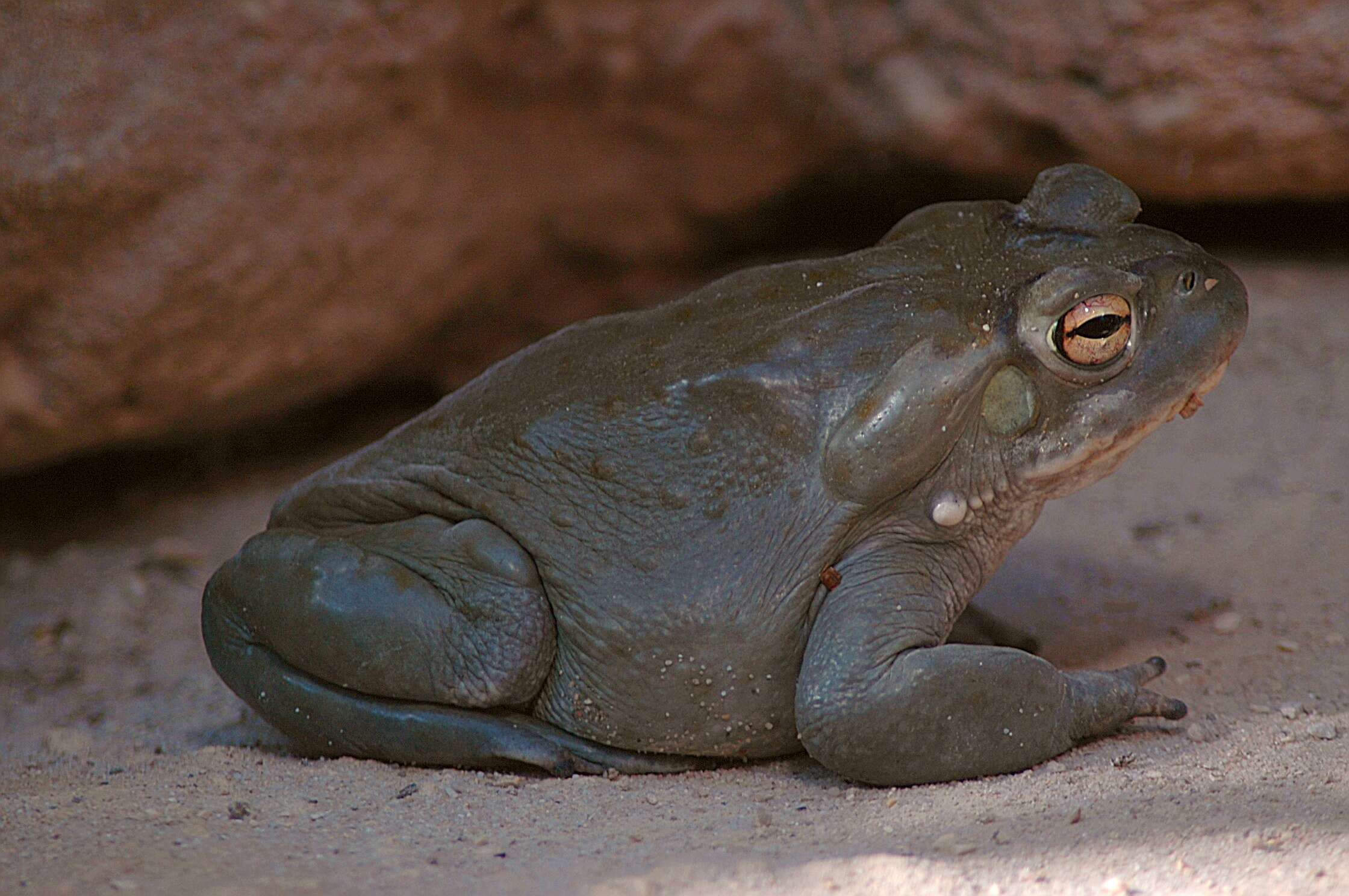 Image de Incilius alvarius (Girard ex Baird 1859)