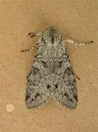 Image of Piney Moth